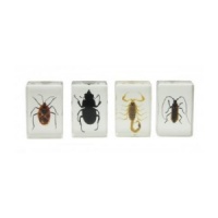 3D Bug Specimen Kit 1